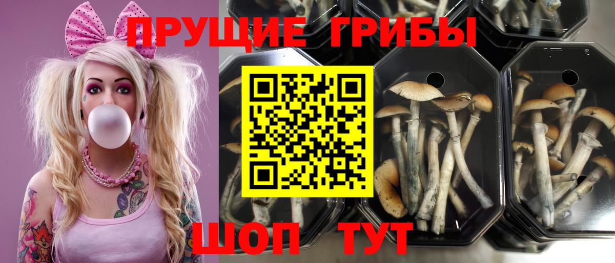 Галлюциногенные грибы прущие грибы Кропоткин